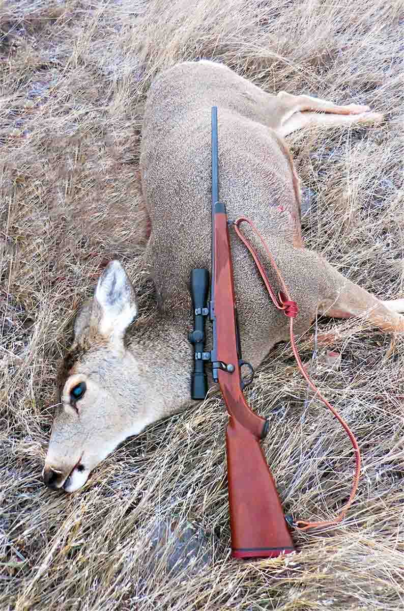 This tang-safety Ruger 77 was originally a Compact model with a skinny 20-inch barrel and slender stock with a black forend tip. Somebody rebarreled it with a 22-inch aftermarket barrel chambered in 7mm-08 Remington, and never even stamped or engraved the chambering, much lessthe gunsmith’s name.